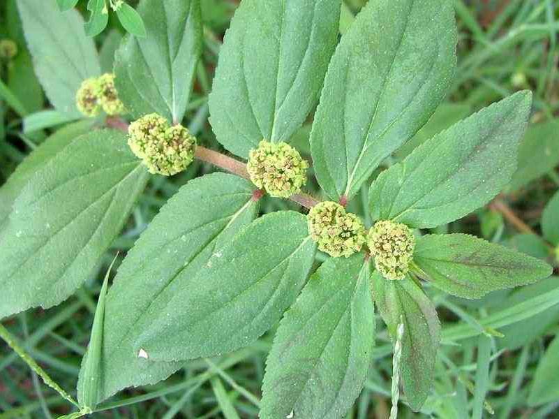 Euphorbia hirta L. (Mongoroka)